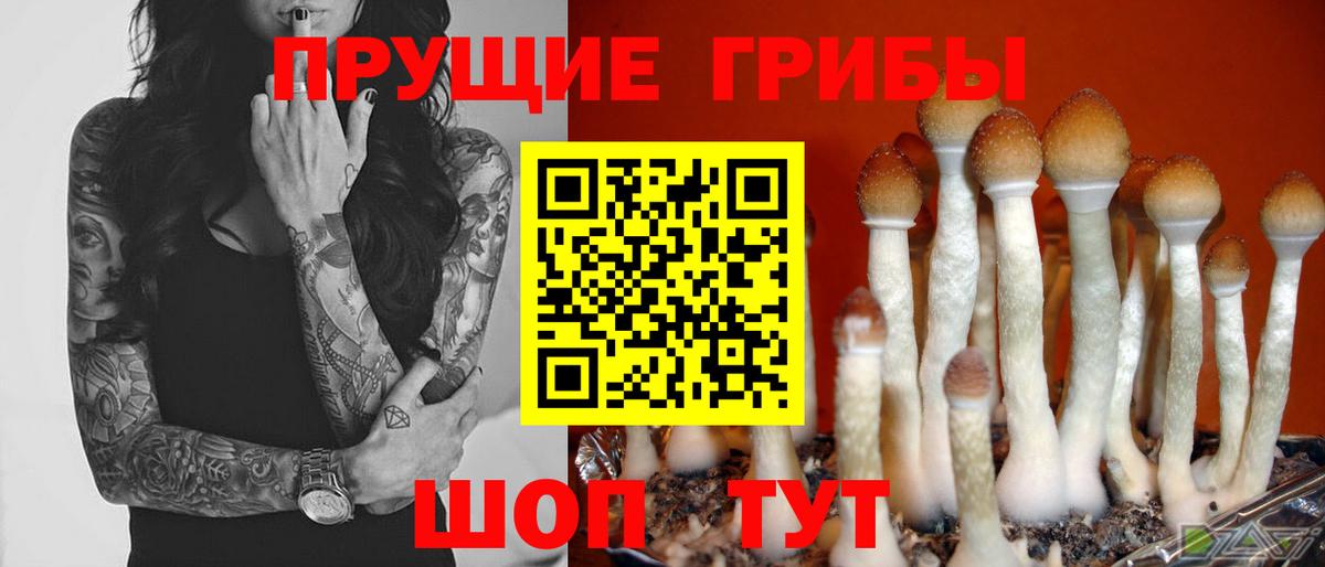Псилоцибиновые грибы Cubensis Краснокамск